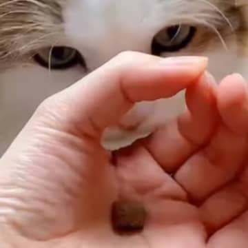 いま話題の『猫の賢さテスト』に挑戦してみたら…最高すぎる"結果"が347万再生「すばらしい研究結果」「うちもやってみよう」と大絶賛