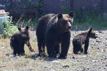 「呆れ果てる」「9条関係ない」日経新聞　自衛隊のクマへの武器使用巡るX投稿に指摘続出…立憲・枝野氏もツッコミ