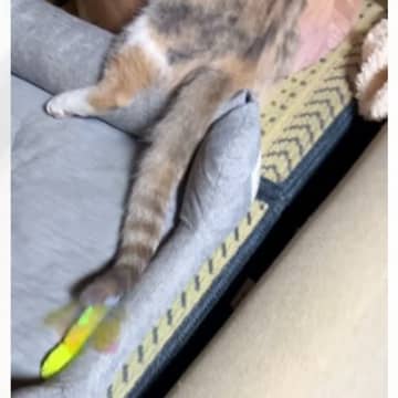 ベッドの上で一緒に眠っていた『兄妹猫』…飼い主さんが思わず爆笑した『まさかの体勢』に「愛の執念がすごいｗ」「くっつきたいんだねｗ」