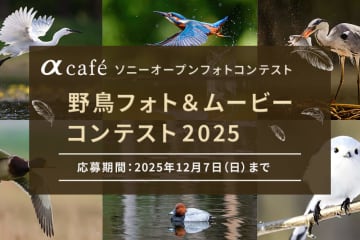 大賞に5万円分のソニーポイント進呈…機材不問で参加できる「野鳥フォト＆ムービーコンテスト2025」
