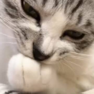 『前足を吸っていた猫』の前に指を差し出してみた結果…まさかの反応に爆笑する人続出「表情も完璧ｗ」「何を考えてたんだろうｗ」