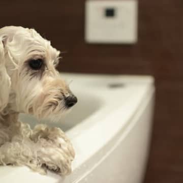 犬が『お風呂に入りたくない』ときにみせる仕草3選　嫌がる理由から慣れさせるための改善策まで