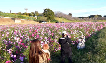 コスモス畑　今年で見納め　高齢化や天候不順影響　小美玉希望ケ丘公園　茨城