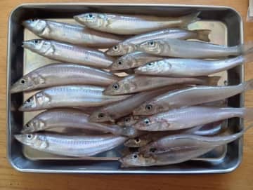 『秋の落ちキス』を釣りたいのであります！