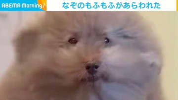 犬？猫？それともウサギ？ 風に包まれる“なぞのもふもふ”の正体に「さいっっっこうにかわいいです!!」と反響