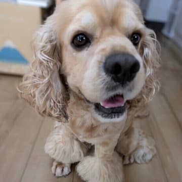 犬が耳や頭を“ブルブル”振る理由は？　動物病院を受診すべき目安を獣医師が解説