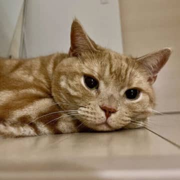 7才から腎臓病に注意 「人でいうなら中年」7～10才の猫のお世話のコツを獣医師が解説