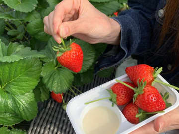 甘くてジューシーな"いちご"を満喫！日光で人気の　「いちご狩り×グランピングBBQプラン」2025年版が登場！　テレビの情報番組で紹介され話題を呼んだ、　グランピングリゾート ブリリアントヴィレッジ日光の人気プランが今年も登場