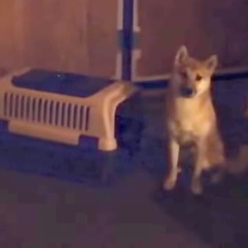 『売れ残っていた犬』を飼った結果→初日は緊張しまくりで…別犬のような『2日目の光景』が54万再生「表情変わった」5年が経った現在の様子も