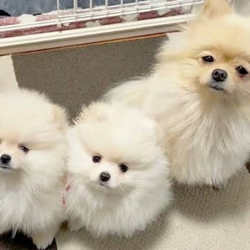 無表情な赤ちゃん犬と母犬→7ヶ月後を撮影してみたら…まるで別犬のような『表情の変化』に2万いいね「愛情たっぷりな証拠」「幸せになった」