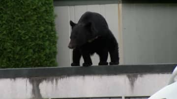 「政府全体で取り組む課題」クマ関係閣僚会議きょう午後初開催　死者12人に　木原官房長官が議長務め防衛省など追加