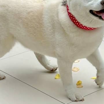 結婚式に参加してくれた犬→参列者みんなに可愛がられて…あまりにも尊い光景と表情に20万いいね集まる「最高すぎる」「とっても素敵」と絶賛