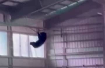 天敵“オオカミ”の尿を設置する施設も…クマが高校野球部の室内練習場に侵入　各地で被害相次ぐ　“緊急銃猟”で市街地で駆除も