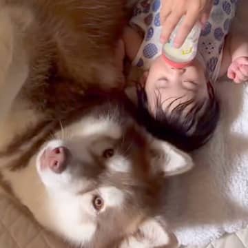 赤ちゃんが『7ヶ月間、大型犬のお兄ちゃんと育った』結果→ベッドの中で…ずっと見ていたい光景が20万再生「本当の兄弟のよう」「癒やされた」