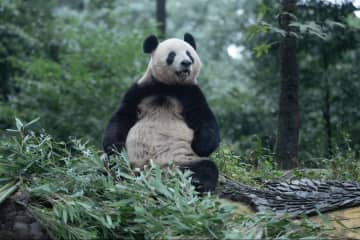 パンダのシャンシャン、愛らしくお座り　中国四川省