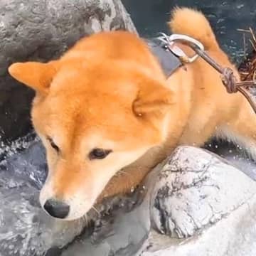 ２匹の犬を沢登りに連れて行った結果→けわしい道のりなのに…運動神経バツグンな『まさかの光景』が16万再生「ぐんぐん進んでたくましすぎ」