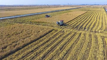中国、秋の穀物収穫が8割以上完了