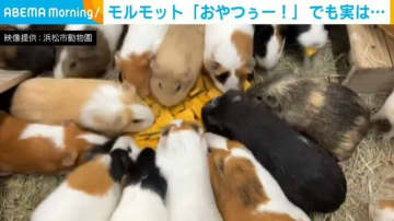 “勝手に生えてきた”カボチャに飛びつくモルモットたち 飼育員「そんなに好きなおやつじゃないよー」と困惑