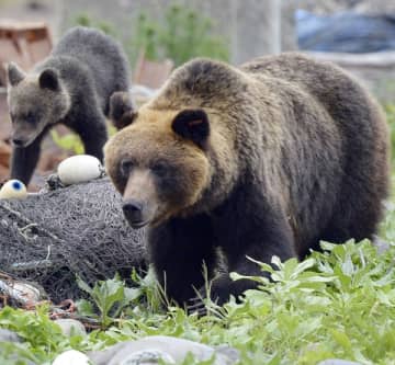 クマ駆除を1カ月以上拒否…地元猟友会を激怒させた北海道積丹町議会副議長の「トンデモ発言」