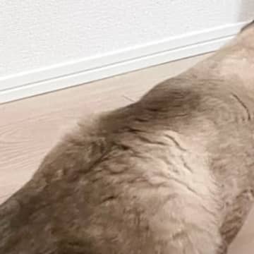 気持ちよさそうに伸びをしていた猫→『しっぽ』を見たら…可愛すぎる『形』に３万いいね「おいしそう～」「チョコ味かなｗ」と反響