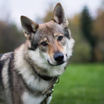 『ウルフドッグ』が持っている魅力や特徴4つ　狼との違い・関係性から飼うときの注意点まで