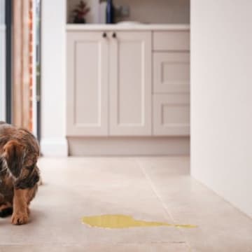 犬の飼い主が経験する『トイレに関する悩み』5選　共感できる困りごとや解決に向けたヒント