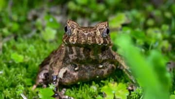 中国湖南省の南岳衡山で新種のカエル発見
