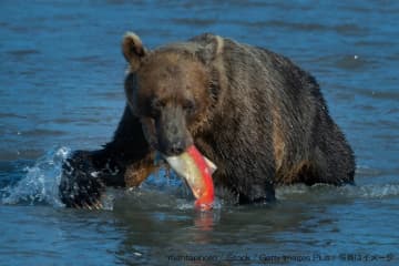 クマ駆除「時給1500円」がネット上で拡散　「少な過ぎる」「命がけのボランティア」波紋広がる…