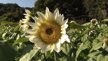 秋限定「白いヒマワリ」4万本咲きほこる…紅葉見頃の観光地も　「冬日」200地点超えで冬の幻想的風景広がる