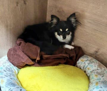 家族に迎えた当初は“遠慮がち”だった保護犬が3年後、“堂々とベッドの真ん中で眠る姿”にほっこり！