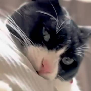 抱っこされるのが好きな白黒ネコ→パパがあやした結果…『まるで孫とおじいちゃんのような様子』に反響「噛まれてるねｗ」「楽しそうやん」