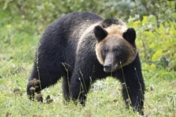 クマ出没、文科省が全国の学校に緊急通知 「通学路の点検・変更を」安全確保を要請