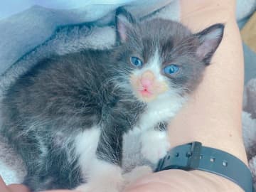 “ほわほわパヤパヤ”だった生後1カ月の保護子猫→4年後、「ベルベット」のような美しい毛並みの持ち主に！