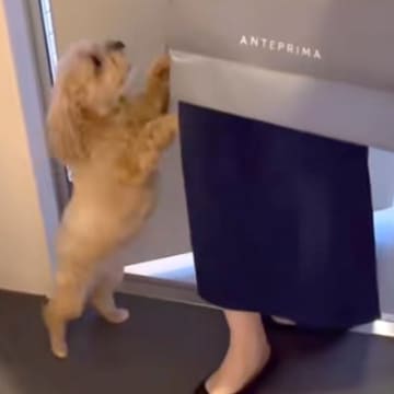 飼い主が帰ってきたら『熱烈大歓迎』する犬→同居人の場合は…あからさまな『態度の違い』が58万再生「手抜き感ｗ」「一応しっぽは振る」と爆笑