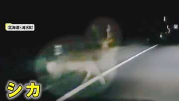 「あっぶね！シカ」暗闇から突然飛び出しも“慌ててUターン”　間一髪で衝突避ける…ここ数年で増加　北海道・清水町