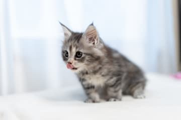 悲惨な過去を抱え、孤独だった高齢男性の家に響く子どもたちの声…猫が運んできた“予想外の日常”