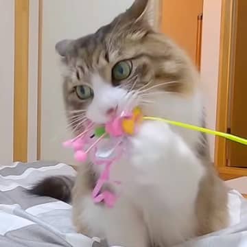 遊びに来た２人のお姉ちゃんから『おもちゃ』をもらった保護猫→大のお気に入りになった結果…『愛おしい行動』が話題「健気」「たまんない」