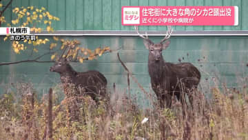 住宅街に大きな角のシカ2頭出没　近くに小学校や病院が