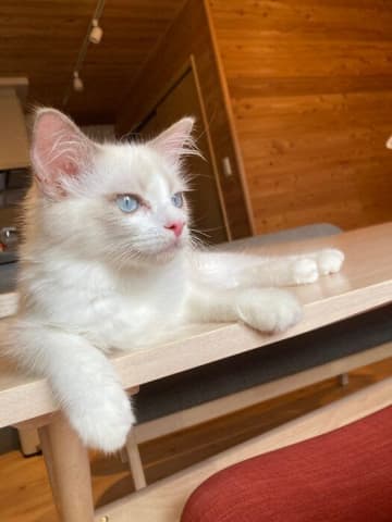 お迎え当初は「真っ白でパヤパヤだった」生後4カ月の子猫→1年で大きく成長し、モフモフになった姿にほっこり！