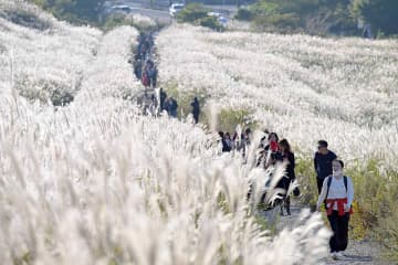 箱根・仙石原でススキ見頃　沈みゆく日差しで輝く白銀の穂、観光客を幻想的世界に