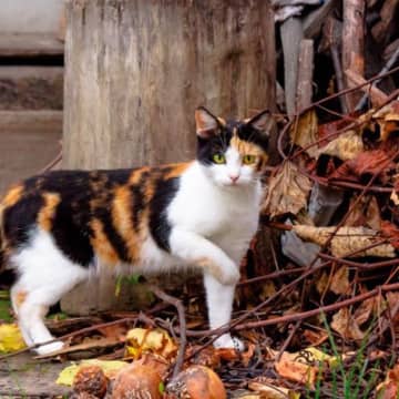 ホームセンターのアイドル猫が行方不明に！　大捜索の末に無事帰還を果たす　米国