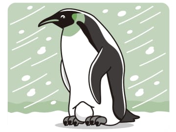 マイナス60度で耐えるペンギンの極限子育て方法とは！？【眠れなくなるほど面白い 図解 鳥の話】