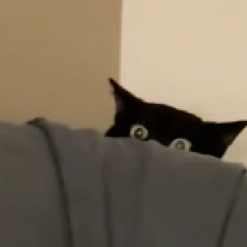 ペットシッター入室時、怖がりで隠れていた黒猫→少しずつ距離が縮まって…キュンとくる光景が26万再生「だれって感じが可愛いｗ」「さすがプロ」