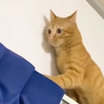 『カーテンポールの上で遊んでいた猫』を見ていたら…爆笑必至の瞬間が721万再生「情けなさすぎるｗ」「茶トラどんくさい子多いｗ」と話題