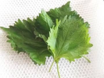 『しおれた大葉』捨てちゃダメ！⇨逆にカピカピに乾燥させる！？目からウロコの裏ワザに注目