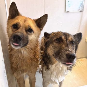 犬がシャンプーを嫌がる理由は？ お風呂が苦手な犬をシャンプーするコツ