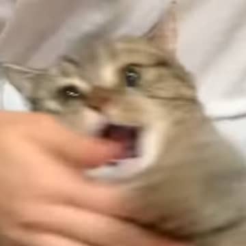 お姉ちゃんが膝の上でくつろいでいたネコと遊んだ結果…可愛すぎる光景が183万再生「永遠に見てられる」「かわいくてしょーがないｗ」と絶賛