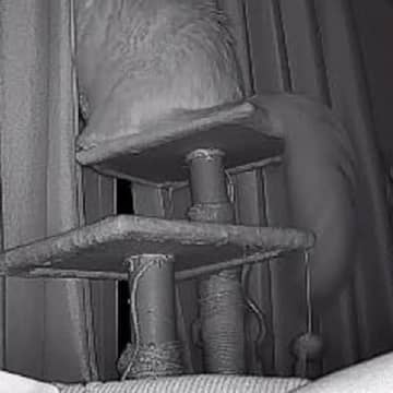 外出中にふと『ペットカメラの様子』を見たら、猫が……切なすぎる光景に「号泣した」「ちゃんと待ってるんだね」と９万いいねの反響