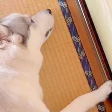 『まだコタツは出さないよ』とハスキー犬に伝えた結果…まるで子供のような『小さな抵抗』が53万再生「シュールｗ」「思いは伝わってくる」