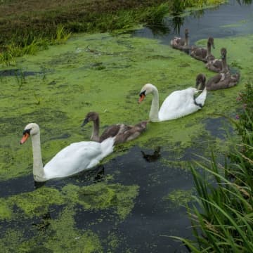 白鳥が線路に、スコットランドの列車が大混乱